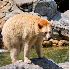 Animaux albinos.