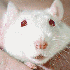 Animaux albinos.