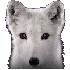 Animaux albinos.