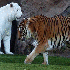 Animaux albinos.