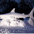 Sculptures de neige.