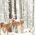 Photographies de paysages enne