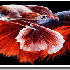 De sublime poissons combattant