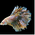 De sublime poissons combattant