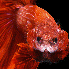 De sublime poissons combattant
