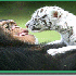 Des amitiés entre animaux...
