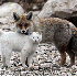 Des amitiés entre animaux...