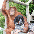 Des amitiés entre animaux...