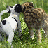 Des amitiés entre animaux...