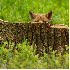 Animaux de la forêt...
