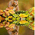 Animaux de la forêt...