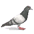 Un pigeon géant  Menace!!!