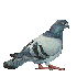Un pigeon géant  Menace!!!