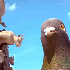 Un pigeon géant  Menace!!!