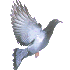 Un pigeon géant  Menace!!!