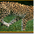 Guépard en pleine course.