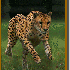 Guépard en pleine course.
