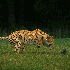 Guépard en pleine course.