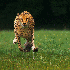 Guépard en pleine course.
