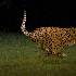 Guépard en pleine course.