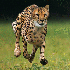 Guépard en pleine course.