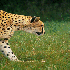Guépard en pleine course.