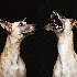 Trois adorables chiens.