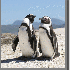 Nagez en compagnie de manchots