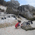 Nagez en compagnie de manchots