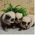 3 Chiots ressemblant à des pa