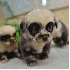 3 Chiots ressemblant à des pa