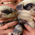 3 Chiots ressemblant à des pa
