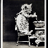 La mode des chats.