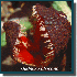 8 plantes absolument fascinant