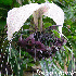 8 plantes absolument fascinant