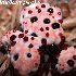 8 plantes absolument fascinant
