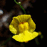 8 plantes absolument fascinant
