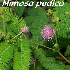 8 plantes absolument fascinant