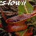 8 plantes absolument fascinant