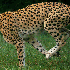 Guépard en pleine course.