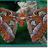 Des papillons étranges.