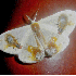 Des papillons étranges.