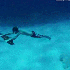 Survolez les fonds marins  aux
