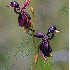 Fleurs qui se sont inspirées 