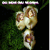 Fleurs qui se sont inspirées 