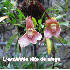 Fleurs qui se sont inspirées 