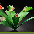 Des fleurs au  gigantisme sais