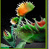 Des fleurs au  gigantisme sais