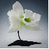 Des fleurs au  gigantisme sais