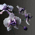 Des fleurs au  gigantisme sais